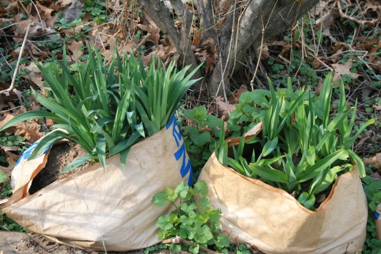 And. . .some daylilies growing "in the bags" 